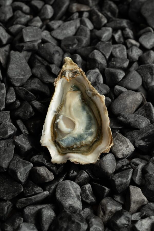 Ostra Nº2 Fine du Galon d´or