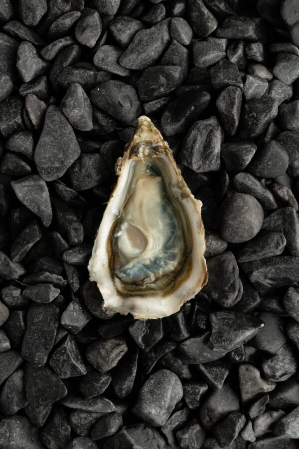 Ostra Nº4 Fine du Galon d´or