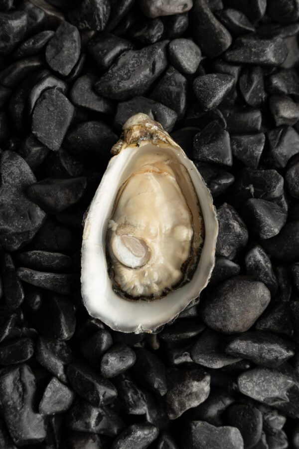 Ostra Nº4 Normandía ¨La Coquette¨